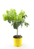 Citrus Paradisi – drzewko grejpfrutowe 70–100 cm – roślina Podgląd zdjęcia produktu 4