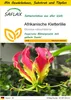 SAFLAX Anzucht Set - Afrikanische Kletterlilie - Gloriosa Produktbild-Vorschau 1