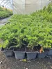 Koreanische Tanne Abies koreana 40–50 cm – Zwerg-Nadelbaum Produktbild-Vorschau 3