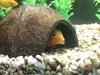 Aquarium Deko Kokosnuss-Höhle Set 3 Stück, nieszczotkierte Produktbild-Vorschau 6