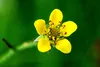 SAFLAX - Chwast Gęsi - 20 Nasiona - Potentilla anserina Podgląd zdjęcia produktu 8