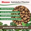 Blusana Blähton 50 Liter grobe Körnung 8-16mm Produktbild-Vorschau 3