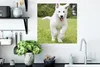 MuchoWow® Poster Ein weißer Deutscher Schäferhund Welpe Produktbild-Vorschau 3