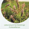 Bestellartikel Waldstaudenroggen Secale multicaule 1kg für Produktbild-Vorschau 2
