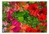 Basera Selbstklebende Fototapete Lilienmotiv b-C-0360-a-a, Produktbild-Vorschau 2