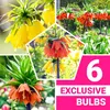 Kaiserkronen Knollen Mehrjährig - Fritillaria Imperialis Produktbild-Vorschau 10