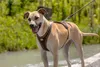 CURLI Pettorina per cani Belka Comfort Brown XS, 15-20 kg Anteprima dell’immagine prodotto 9