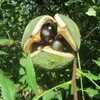 Gelbhornstrauch Xanthoceras sorbifolium - Sahnenussbaum 1 Produktbild-Vorschau 1