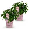 Green boutiQ - Gartenpflanze - Hydrangea panniculata Produktbild-Vorschau 2