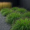 Stauden Gänge 1 x Pennisetum alopecuroides 'Black Beauty' Produktbild-Vorschau 3