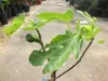 Ficus carica Bornholms diamant Stonek 60–70 cm – fíkovník  Náhled obrázku produktu 3