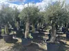 Olivenbaum XXL ca. 60 Jahre Alt Winterhart bis -17 Höhe ca. Produktbild-Vorschau 9