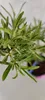 Hippophae rhamnoides 'Hergo', argousier, femelle, pot de 3 Voir les images du produit 3