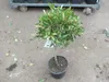 A potted plant is shown on a concrete surface, with a metal cart in the background. Náhled obrázku produktu