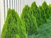 Stauden Gänge 10 x Thuja occidentalis 'Smaragd' - Produktbild-Vorschau 7