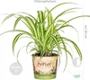 3x Mieszanka przyjazna zwierzętom - Cyperus - Chlorophytum Podgląd zdjęcia produktu 5