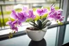 A potted orchid plant sits on a dark surface in front of a window. Produktbild-Vorschau