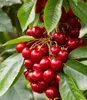 A close-up view of a cluster of ripe cherries hanging from a tree branch, surrounded by green leaves. Produktbild-Vorschau