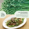 Schnittknoblauch Samen - Küchenkräuter Saatgut aus Produktbild-Vorschau 3