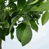 A close-up shot of a green lemon on a tree branch, surrounded by green leaves. Produktbild-Vorschau