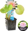 Bloomique - Nymphaea Wilfron Gonnere - Grążel wodny - Podgląd zdjęcia produktu 2
