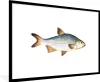 MuchoWow® MuchoWow® Gerahmtes Poster Fisch - Karpfen - Produktbild-Vorschau 1