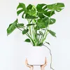 Plante à trous - Monstera deliciosa - Hauteur 70-80cm - Voir les images du produit 5