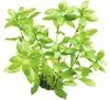 Vodní rostlina Hygrophila polysperma Náhled obrázku produktu 1