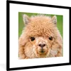 MuchoWow® Gerahmtes Poster Alpaka - Wolle - Braun 40x40 cm Produktbild-Vorschau 1