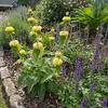 3er-Set Phlomis russeliana Staude, Gelb, winterhart, Höhe Produktbild-Vorschau 1