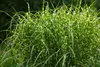 Stauden Gänge 1 x Miscanthus sinensis 'Zebrinus' im 1 Liter Produktbild-Vorschau 4