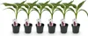 GreenboutiQ - Obstpflanze - Bananenpflanze - Musa Produktbild-Vorschau 1