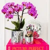 Kolibri Orchids Orchidée Phalaenopsis violette/rose, pot Voir les images du produit 8