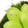 Máslovka - Pinguicula - Odrůda překvapení - 9cm květináč Náhled obrázku produktu 3
