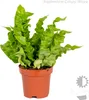 Bloomique - 3er-Mix - Luftreinigende Farne - Asplenium, Produktbild-Vorschau 3