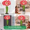 Amaryllis Zwiebel Striped Passion - 1 Blumenzwiebel in Produktbild-Vorschau 3