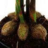Palma betelowa - Areca catechu - Palma wewnetrzna - Palma Podgląd zdjęcia produktu 3