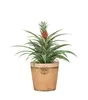 Scheurich Toscana, Blumentopf aus Keramik,  Farbe: Toscana Produktbild-Vorschau 3