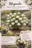 Magnolia gwiaździsta (Magnolia stellata) 60–80 cm – Podgląd zdjęcia produktu 2