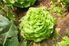 Garten Langzeit-Dünger (2 kg) | Dünger von COMPO Produktbild-Vorschau 9
