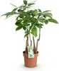 Green boutiQ - Plantes d'intérieur - Pachira Aquatica multi Voir les images du produit 2
