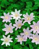 Anemone nemorosa, Buschwindröschen, weiß, ca. 9x9 cm Topf Produktbild-Vorschau 13