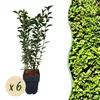 Green boutiQ - Plantes de haie - Ligustrum ovalifolium - Voir les images du produit 2