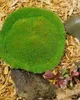 Scleranthus uniflorus, Polsterkissenmoos, ca. 9x9 cm Topf Produktbild-Vorschau 7