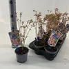 Acer pal. 'Iyoshi' - Fächerahorn | 30-40 cm im Topf Produktbild-Vorschau 2