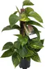 Epipremnum Aureum - Lierre sur tige de mousse Pot Ø 15 / Voir les images du produit 1