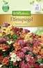 Elfenspiegel Märchenzauber | Blumensamen von N.L. Produktbild-Vorschau 1