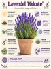 1. Levanduľa 'Hidcote', 15–20 cm – Lavandula angustifolia, Náhľad obrázku produktu 2