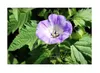 10x Nicandra physalodes Lampionblume Strauch Pflanzen - Produktbild-Vorschau 6