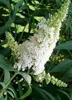 Buddleja dav. 'White Profusion' - Krzew motylkowy Pojemnik Podgląd zdjęcia produktu 2